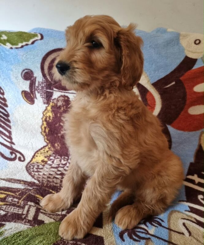 Last girl and last boy goldendoodle puppies