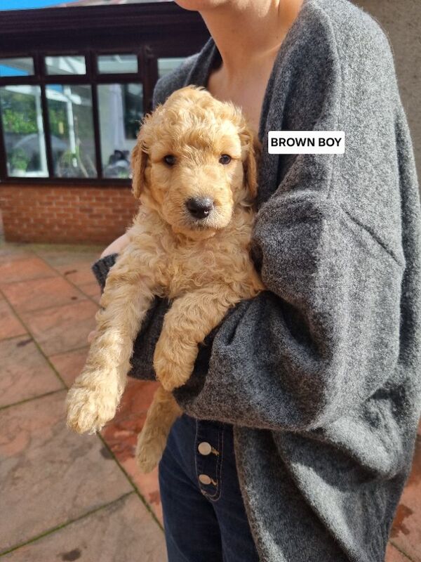 LAST REMAININGPremium F2b Goldendoodle puppies