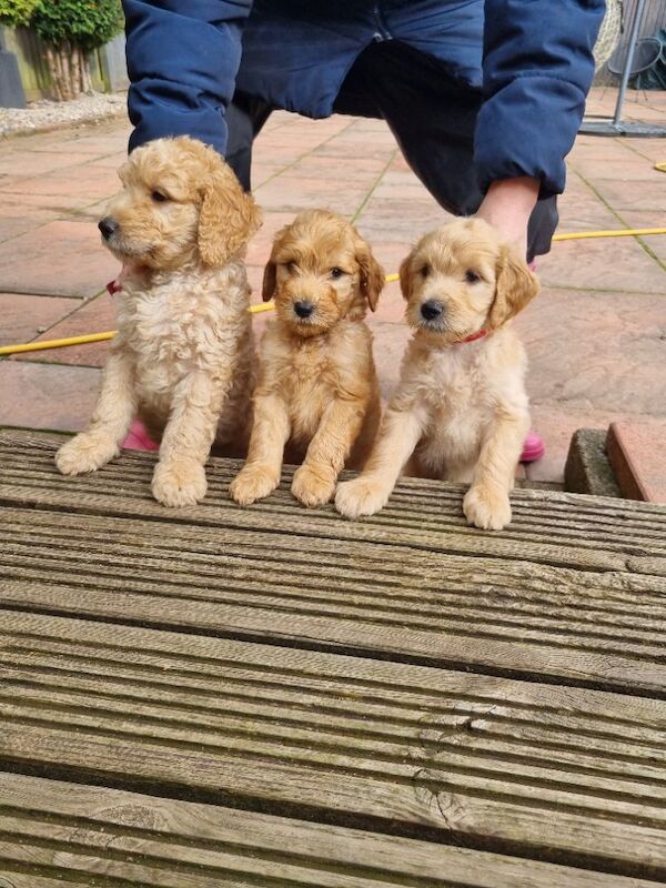 LAST REMAININGPremium F2b Goldendoodle puppies