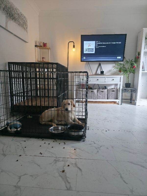 Lovely Golden Retriever Puppy - Ready for a New Home