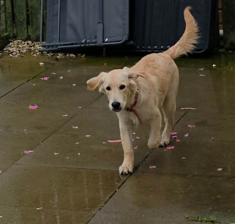 Lovely Golden Retriever Puppy - Ready for a New Home - Image 2 of 4