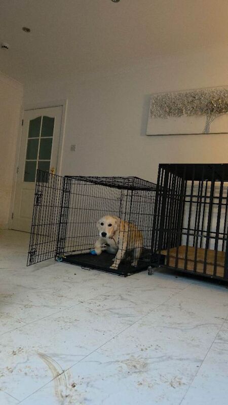 Lovely Golden Retriever Puppy - Ready for a New Home - Image 3 of 4