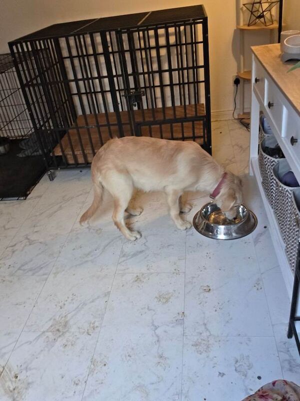 Lovely Golden Retriever Puppy - Ready for a New Home - Image 4 of 4