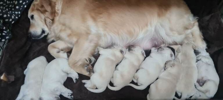 Golden Retriever Puppies For Sale