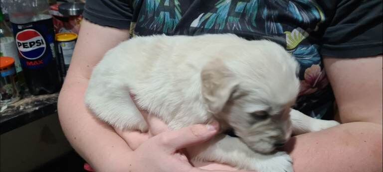 Lovely Golden Retrievers puppies - Image 2 of 3