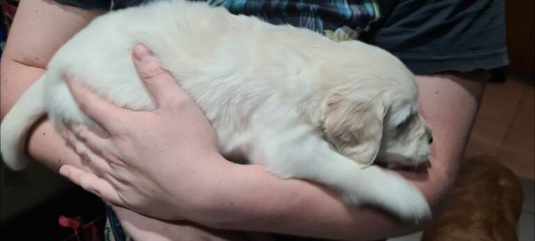 Lovely Golden Retrievers puppies - Image 3 of 3