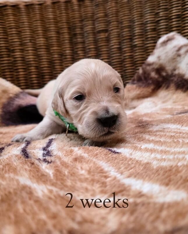 Golden Retriever puppies for sale in London – KC registered, 4 weeks old