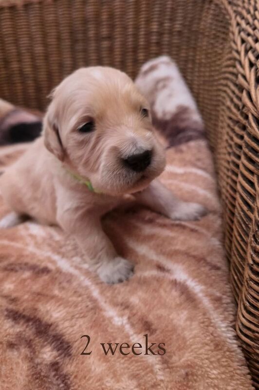 Golden Retriever puppies for sale in London – KC registered, 4 weeks old - Image 2 of 8
