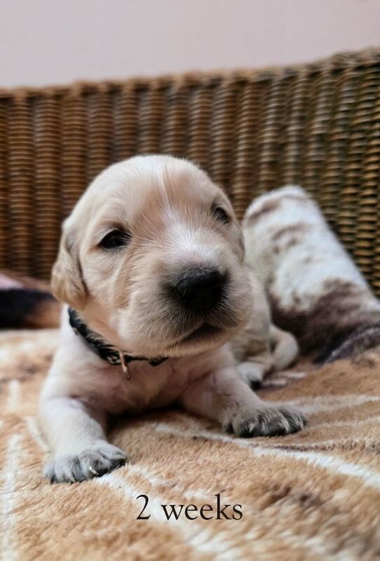 Golden Retriever puppies for sale in London – KC registered, 4 weeks old - Image 3 of 8