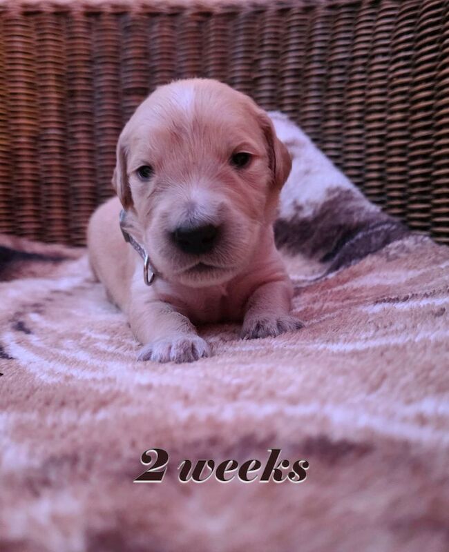Golden Retriever puppies for sale in London – KC registered, 4 weeks old - Image 4 of 8