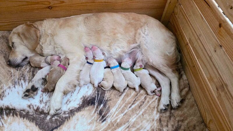 Golden Retriever puppies for sale in London – KC registered, 4 weeks old - Image 5 of 8