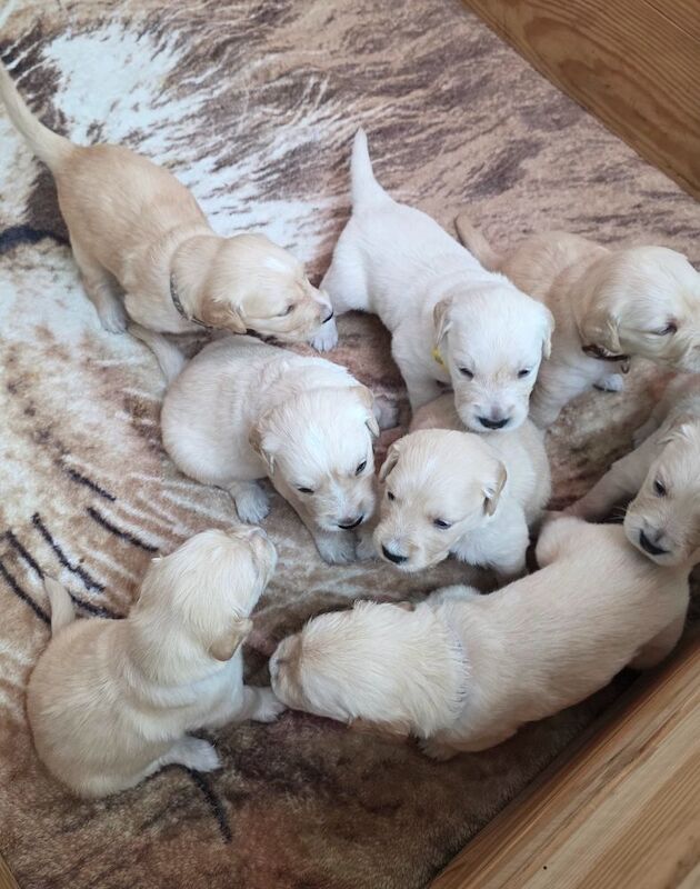 Golden Retriever puppies for sale in London – KC registered, 4 weeks old - Image 6 of 8