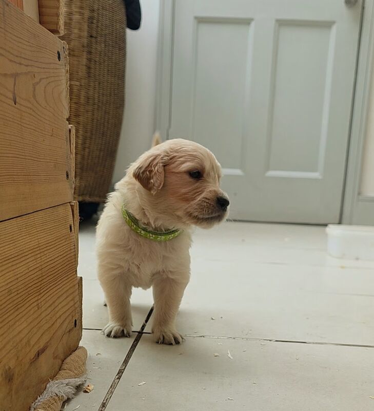 Golden Retriever puppies for sale in London – KC registered, 4 weeks old - Image 7 of 8