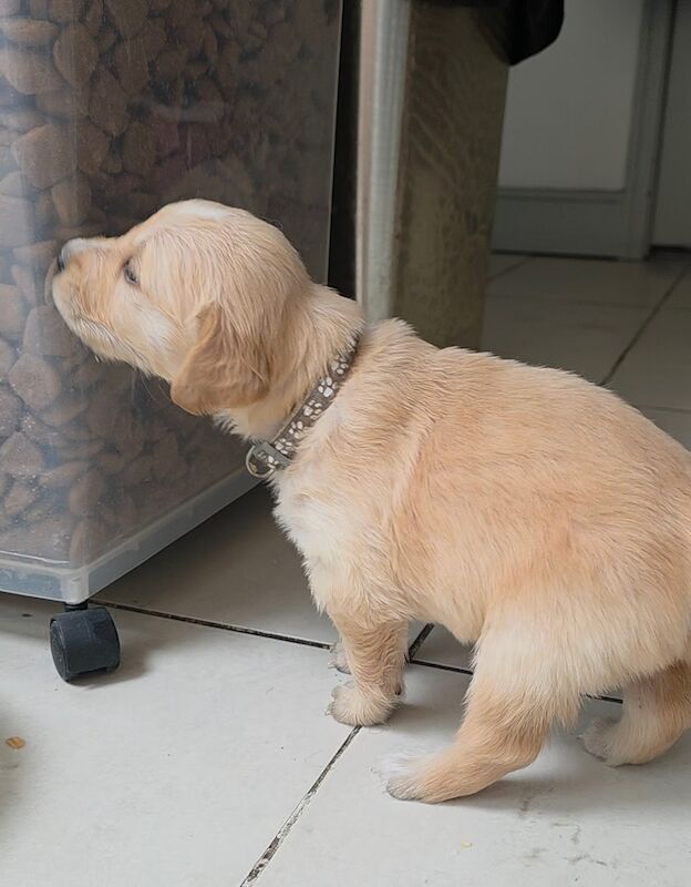 Golden Retriever puppies for sale in London – KC registered, 4 weeks old - Image 8 of 8