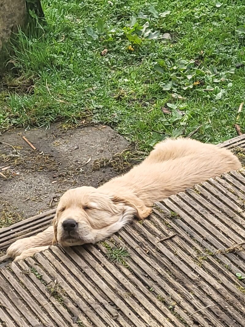 Lovely pups for sale in Denny, Falkirk | Image 4
