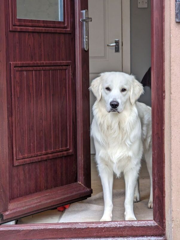Golden Retriever for adoption in Strathaven, Lanarkshire – 3 years old