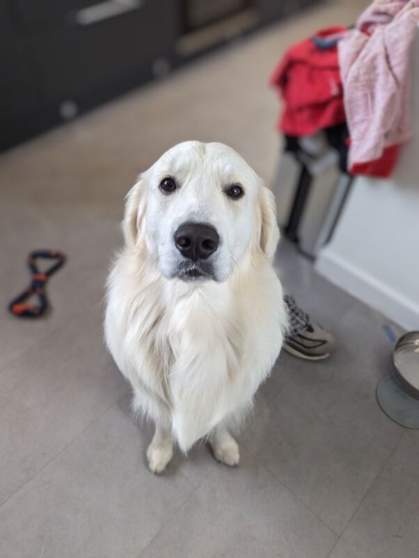 Golden Retriever for adoption in Strathaven, Lanarkshire – 3 years old - Image 4 of 5