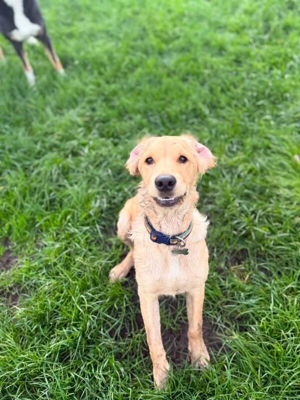 Make Golden retriever- 25 weeks old
