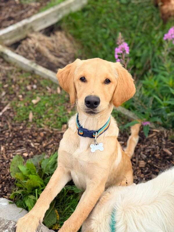 Make Golden retriever- 25 weeks old - Image 2 of 6