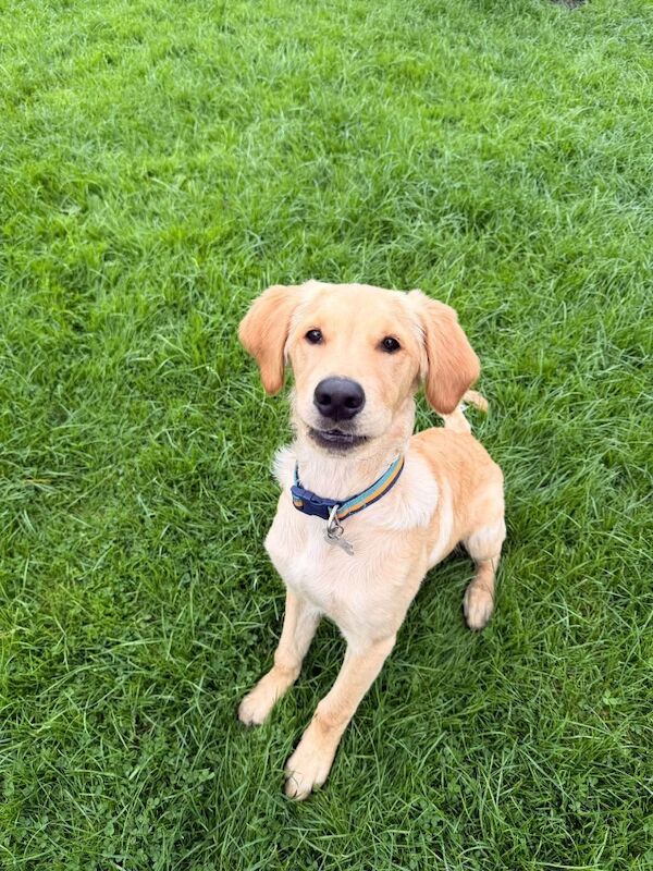 Make Golden retriever- 25 weeks old - Image 3 of 6