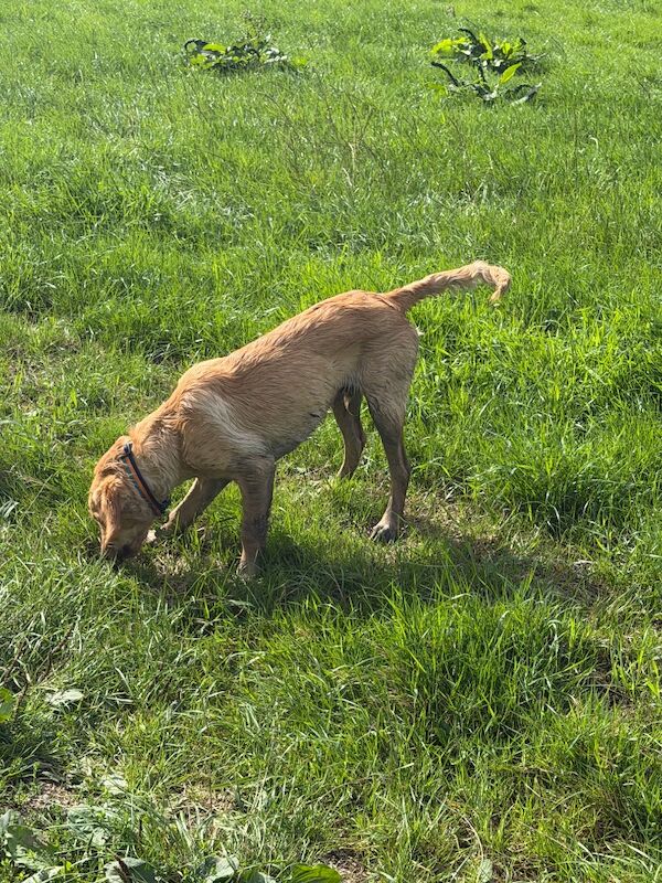 Make Golden retriever- 25 weeks old - Image 4 of 6