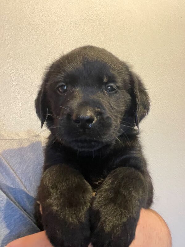 Golden Retriever puppies for sale in March, Cambridgeshire – 5 weeks old