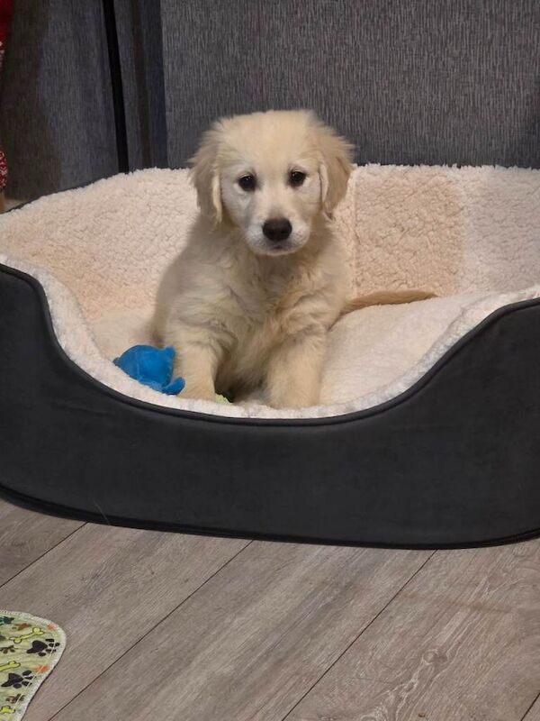 Golden Retriever puppies for sale in Selby, North Yorkshire – 11 weeks old