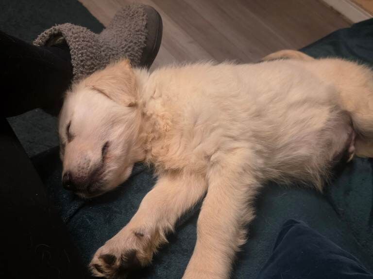 Golden Retriever puppies for sale in Selby, North Yorkshire – 3 months old - Image 2 of 3