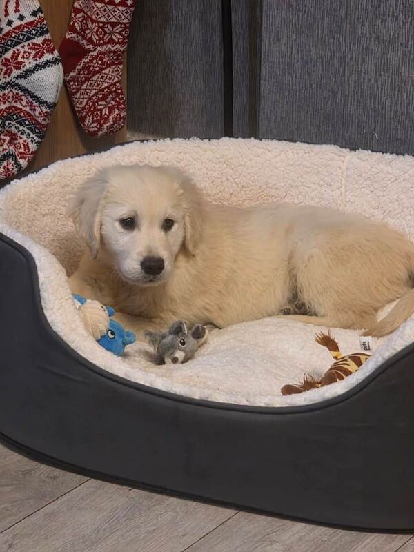 Golden Retriever puppies for sale in Selby, North Yorkshire – 3 months old - Image 3 of 3