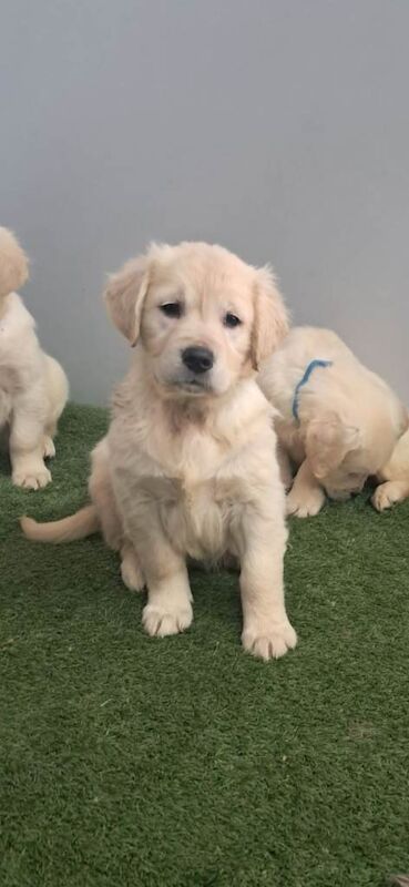 Golden Retriever Puppies For Sale