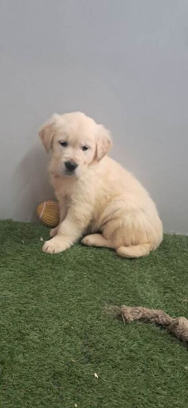 Male golden retriever - Image 2 of 3