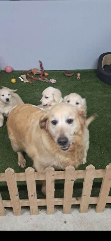 Male golden retriever - Image 3 of 3