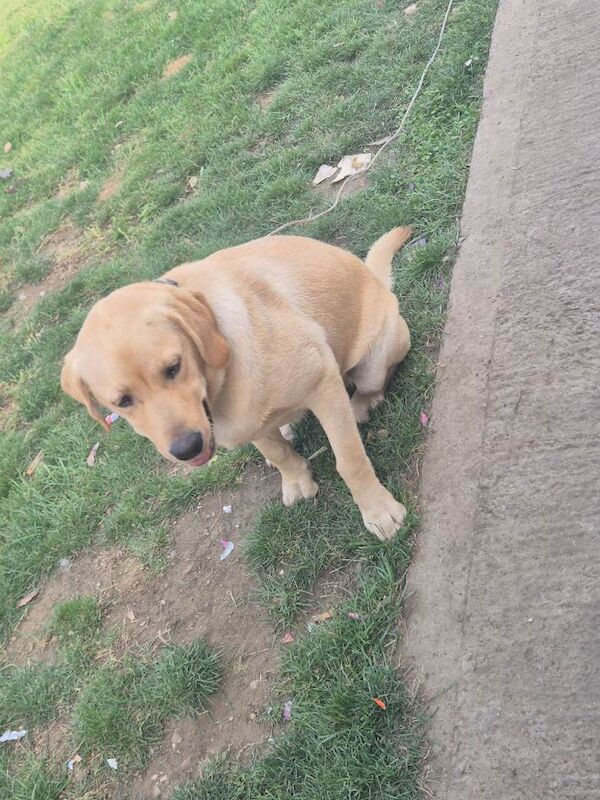 Marley - Image 2 of 3