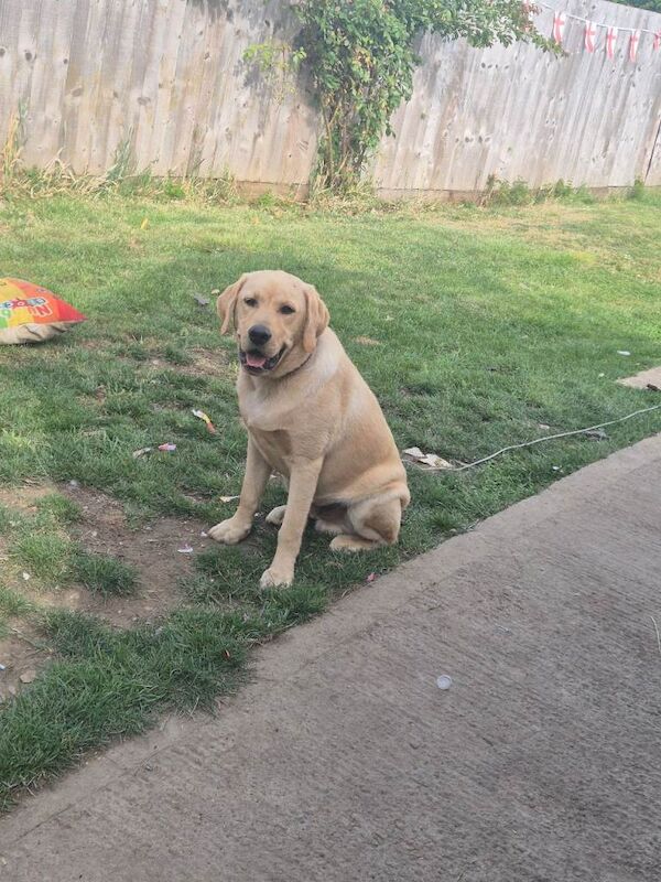 Marley - Image 3 of 3