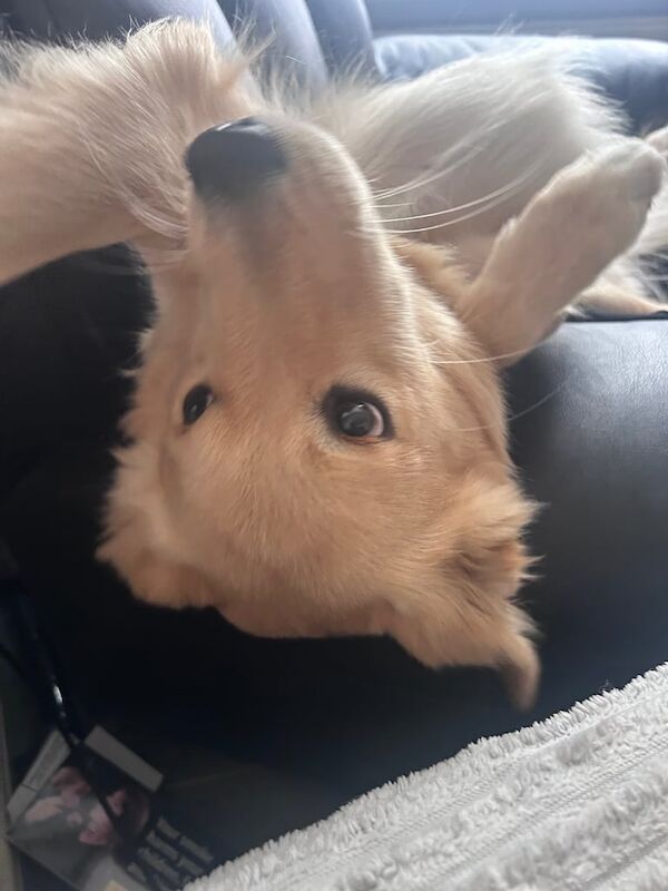 Golden Retriever puppies for sale in Greenford, Greater London – 1 year old