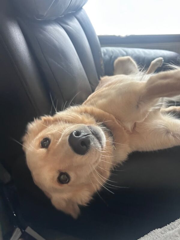 Golden Retriever puppies for sale in Greenford, Greater London – 1 year old - Image 2 of 3