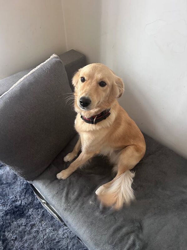 Golden Retriever puppies for sale in Greenford, Greater London – 1 year old - Image 3 of 3