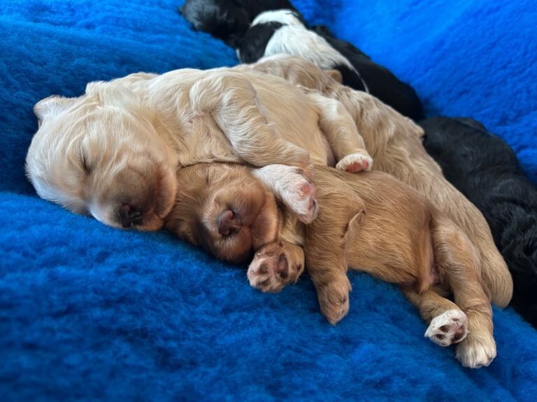 Golden Retriever Puppies For Sale