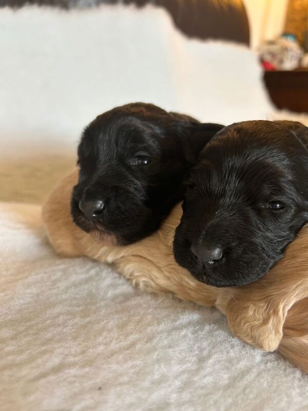 Minature goldendoodles extensively health tested - Image 3 of 3