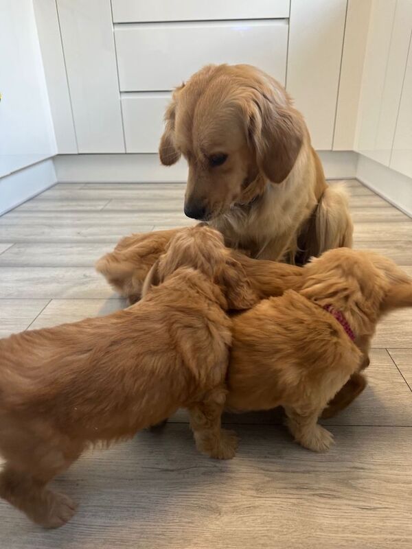 Mini golden doodle puppies