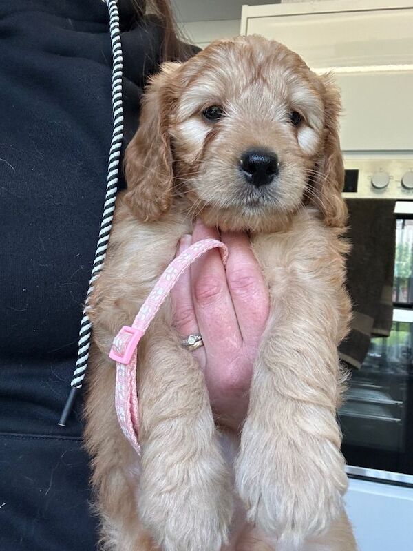 Mini golden doodle puppies - Image 2 of 3