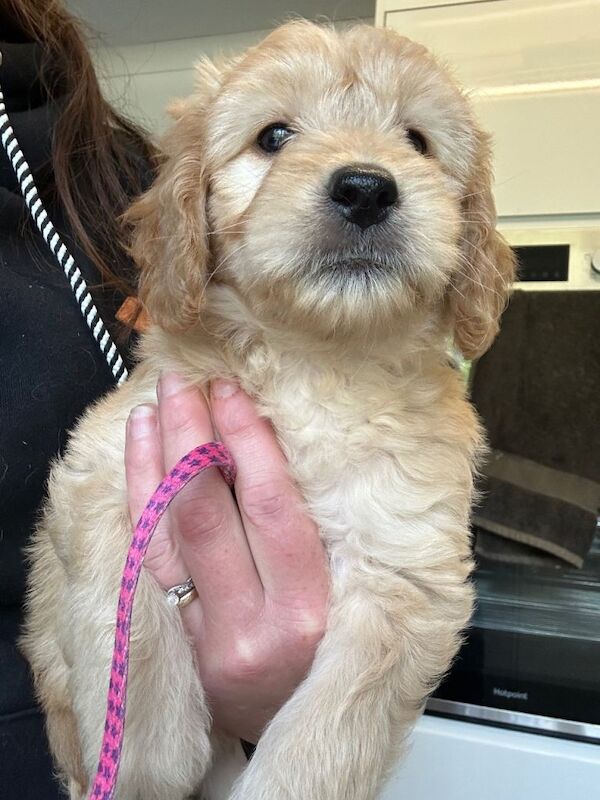 Mini golden doodle puppies - Image 3 of 3