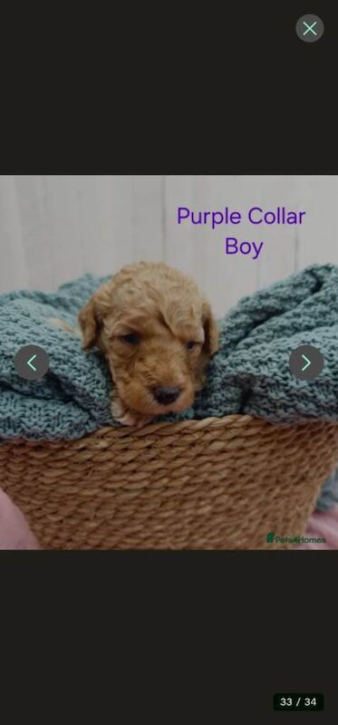 Mini Golden Doodle Puppies Boys