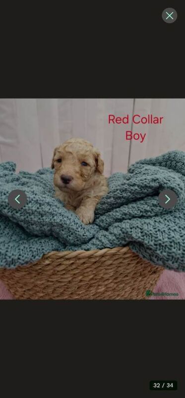 Mini Golden Doodle Puppies Boys - Image 2 of 6