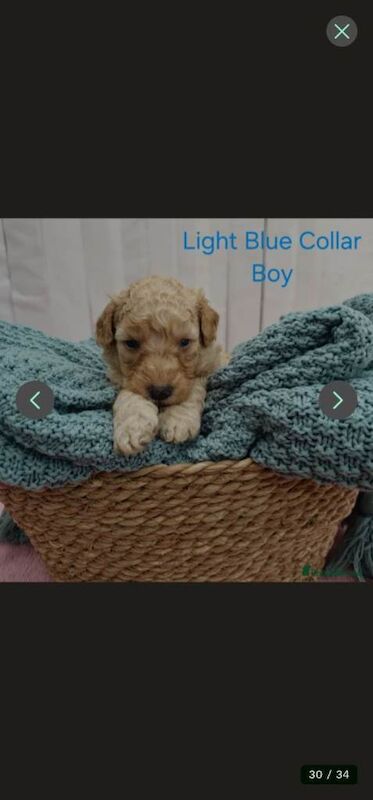 Mini Golden Doodle Puppies Boys - Image 3 of 6