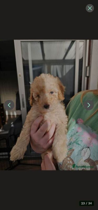 Mini Golden Doodle Puppies Boys - Image 4 of 6