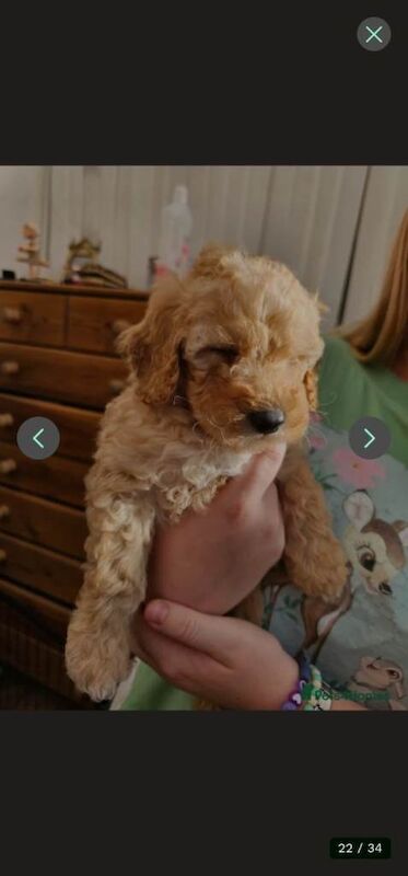 Mini Golden Doodle Puppies Boys - Image 5 of 6