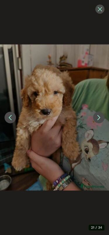 Mini Golden Doodle Puppies Boys - Image 6 of 6