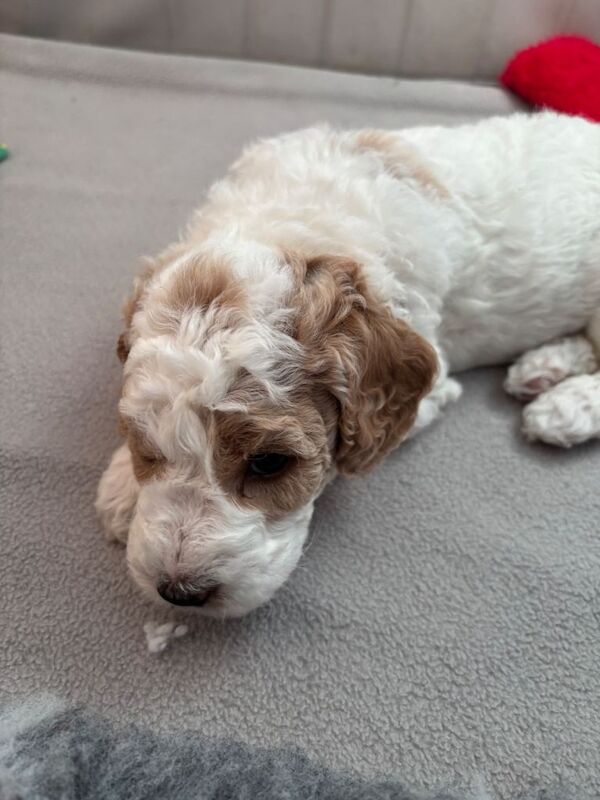 Mini Goldendoodle - Image 2 of 3