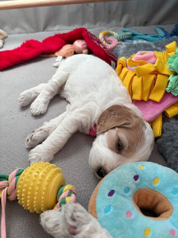 Mini Goldendoodle - Image 3 of 3